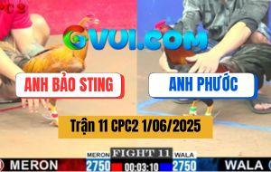 Trận 11 CPC2 1/6/2025 - Gà Anh Phước Đá Khét Nhập Bảo Sting Như Cái Rổ