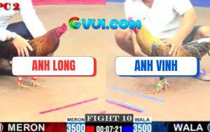 Trận 10 CPC2 4/7/2025 - Gà Cú Anh Vinh Đâm Xuyên Tim Điều Cọp Anh Long