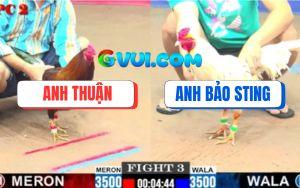 Trận 3 CPC2 27/07/2025 - Bướm Hiệu Bảo Sting Đá Cựa Quá Dính