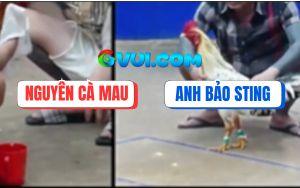 Trận 11 Bồ Gà TonHon 18/7/2025 - Bướm Bảo Sting Ra Quân Bị Đá Khờ Đầu