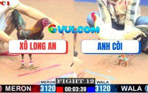 Trận 12 CPC1 22/7/2025 - Hai Con Cùng Chết Sau Màn Đâm Cựa Kinh Hoàng