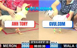 Trận 2 CPC1 12/7/2025 - Gà Bướm GAKING79 Sợ Máu Chạy Mất Dép