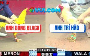 Trận 26 CPC2 2/7/2025 - Gà Vàng Anh Đăng Black Bị Đá Gãy Cổ