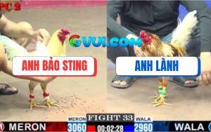 Trận 33 CPC2 6/8/2025 - Gà Anh Bảo Sting Bên Đỏ Chưa Đá Đã Bay Bồ