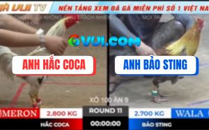 Trận 11 Ton Hon 18/10/2025 - Gà Cú Anh Bảo Sting Bị Đá Chạy Kêu Inh Ỏi