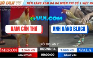 Trận 14 Ton Hon 18/10/2025 - Gà Cú Đăng Black Bị Bướm Hạ Trong 3 Hơi