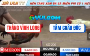 Trận 2 Ton Hon 18/10/2025 - Bướm Đâm Cựa Quá Ác, Bảo Sting Cũng Bó Tay