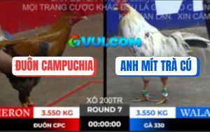 Trận 7 Bồ TonHon 10/10/2025 - Gà Cú Hạ Bướm Hiệu Anh Mít Nhanh Gọn