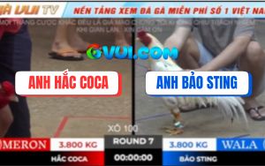 Trận 7 Ton Hon 18/10/2025 - Bướm Hiệu Bảo Sting Đang Thắng Thành Bại