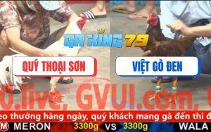 Trận 13 CPC5 27/11/2025 - Gà Mái Lại Hạ Knock - Out Gà Úa Quá Đẳng Cấp