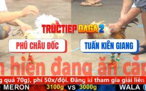 Trận 16 CPC5 16/11/2025 - Gà Bướm Anh Phú Đá Gà Cú Anh Tuấn Bể Hộp Số