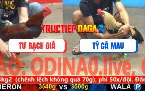 Trận 21 CPC5 16/11/2025 - Gà Chuối Anh Tý Chưa Kịp Dỡ Giò Đã Bưng Ra