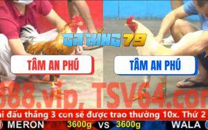 Trận 18 CPC5 6/12/2025 - Gà Cú Đâm Gà Úa Anh Nam Nhuộm Đỏ Sàn Đấu