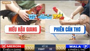 Trận 8 Ton Hon 26/12/2025 - Gà Điều Gãy Cánh Cầm Hơi Hòa Tang Đẳng Cấp
