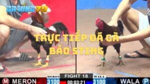 Trực tiếp đá gà Bảo Sting tại GAKING79