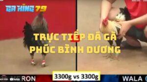 Trực tiếp đá gà Phúc Bình Dương tại GAKING79
