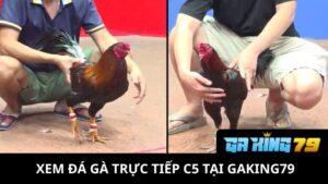 Đá Gà Trực Tiếp C5 Tại GAKING79