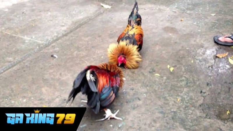 Gà chọi là hình thức thi đấu phổ biến tại Thomo