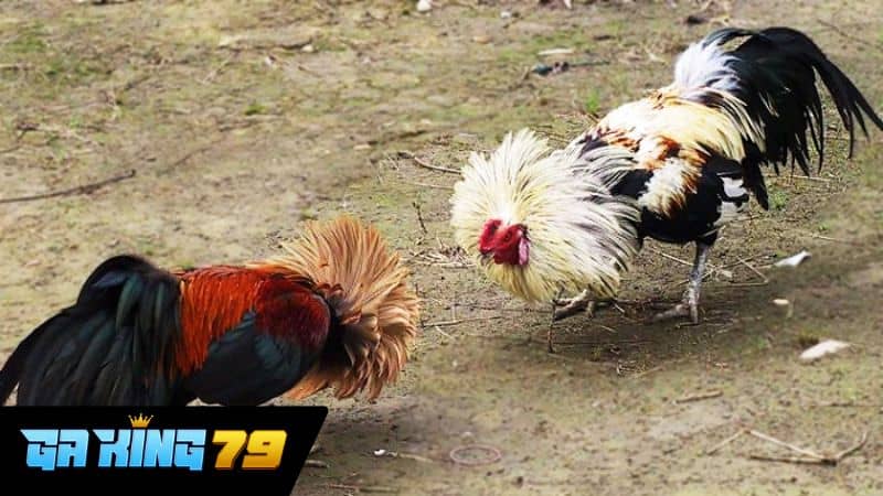 Gà tre là hình thức thi đấu phổ biến tại Thomo