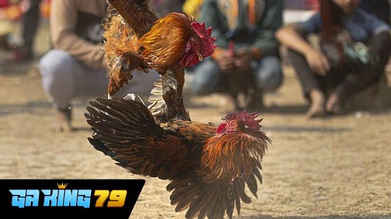 Giới thiệu khái quát về đá gà trực tiếp C4