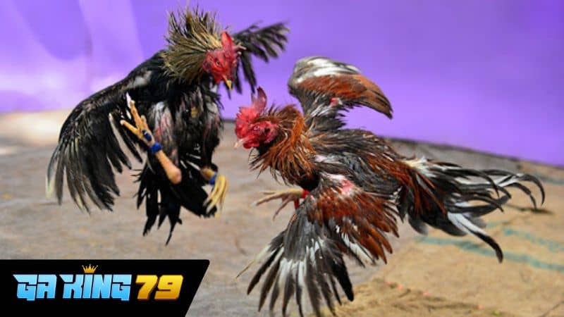 Giới thiệu khái quát về trực tiếp đá gà Thomo