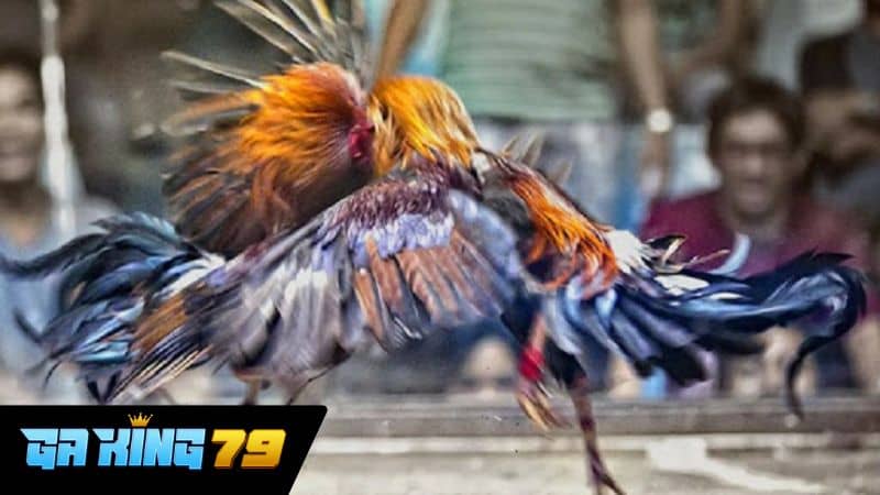 Giới thiệu về đá gà trực tiếp C2