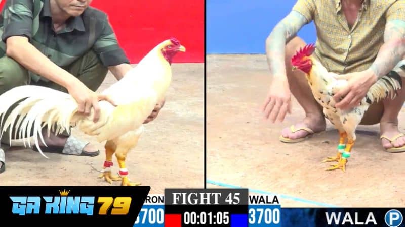 Giới thiệu về trực tiếp đá gà Bảo Sting