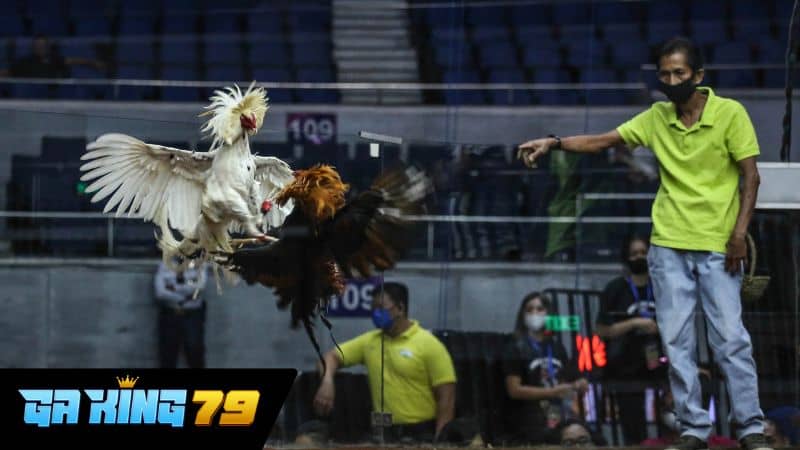 Trực Tiếp Đá Gà Tonhon tại GAKING79 Giới thiệu về trực tiếp đá gà Xà Xía