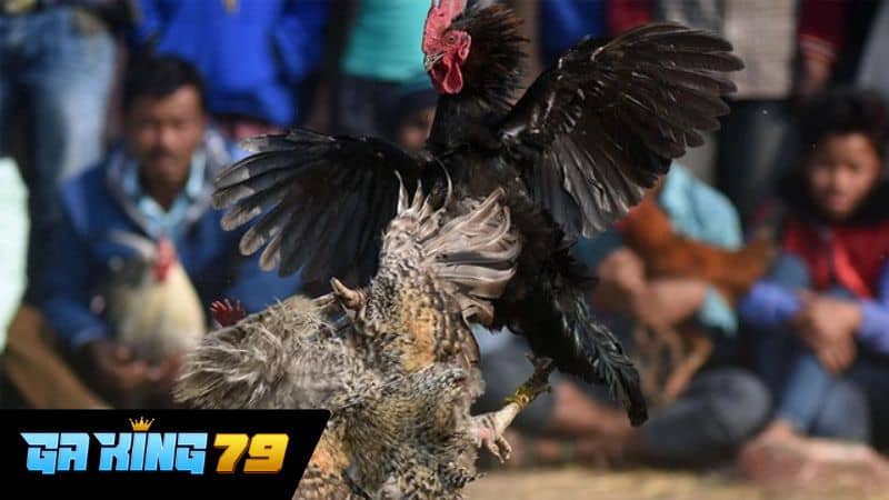 Giới thiệu về trực tiếp đá gà Xà Xía