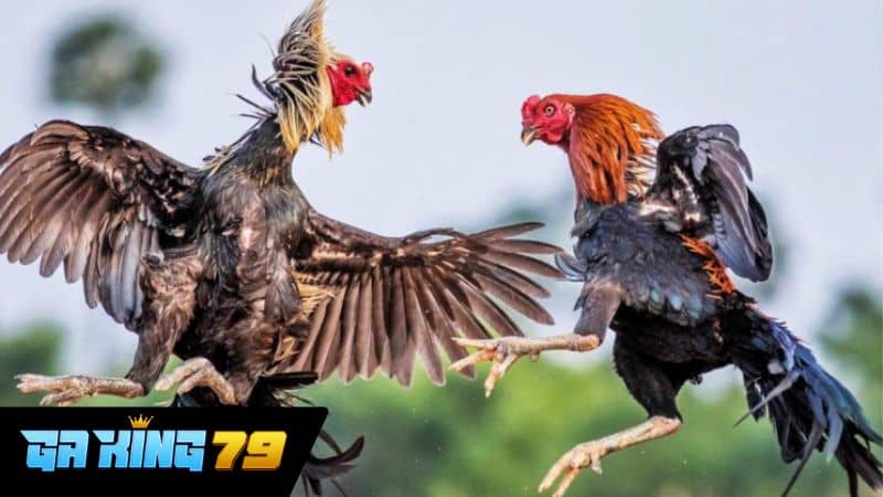 Tổng quan về đá gà trực tiếp C5