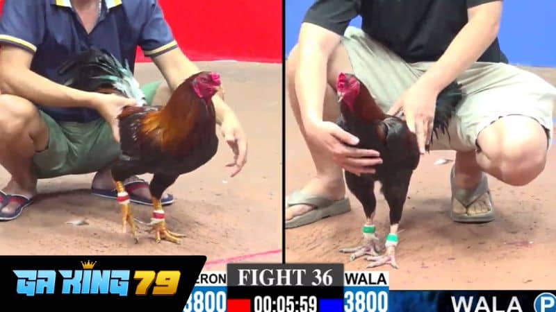 Tổng quan về trực tiếp đá gà Phúc Bình Dương