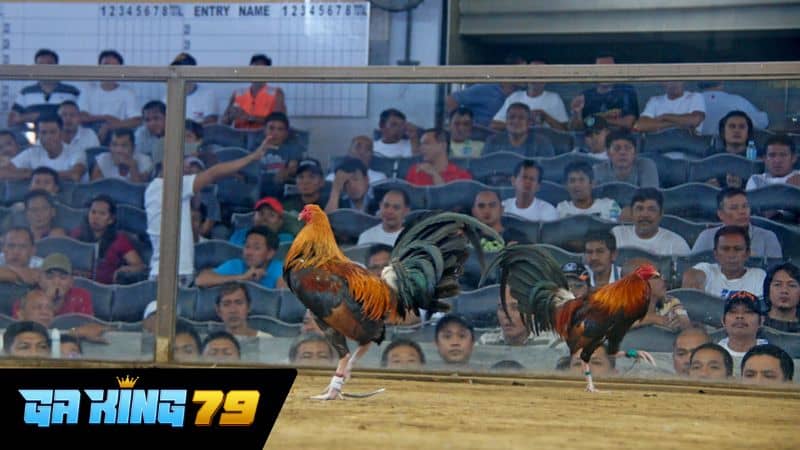 Tổng quát về đá gà trực tiếp C3