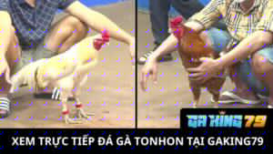Trực Tiếp Đá Gà Tonhon tại GAKING79
