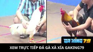 Trực Tiếp Đá Gà Xà Xía Tại GAKING79