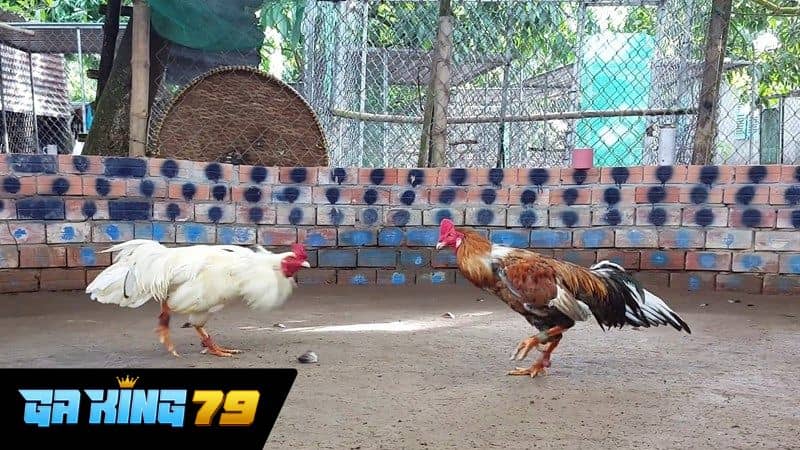 Ưu điểm khi xem các trận đấu của Bảo Sting trên GAKING79