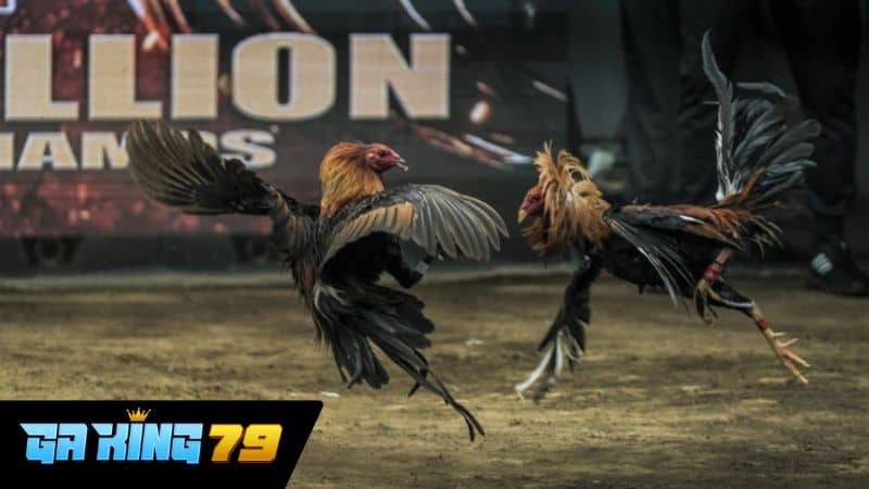 Ưu điểm khi xem đá gà trực tiếp C2 tại GAKING79