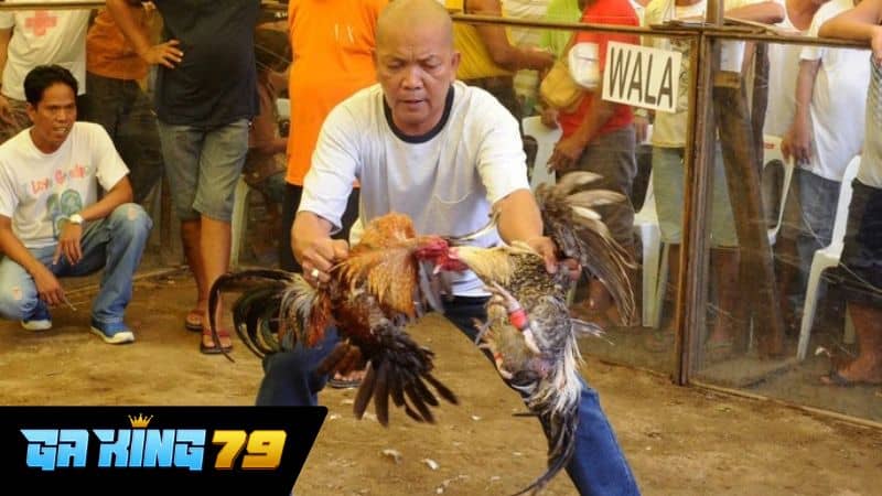 Ưu điểm khi xem đá gà trực tiếp C3 tại GAKING79