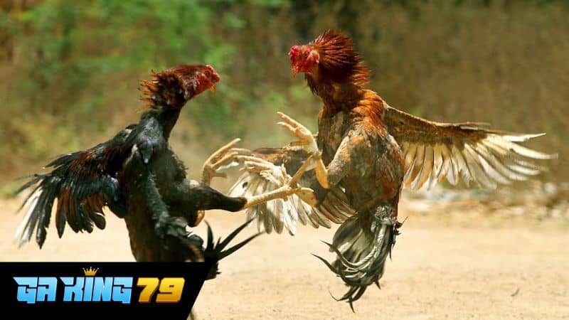 Ưu điểm khi xem đá gà trực tiếp C5 tại GAKING79