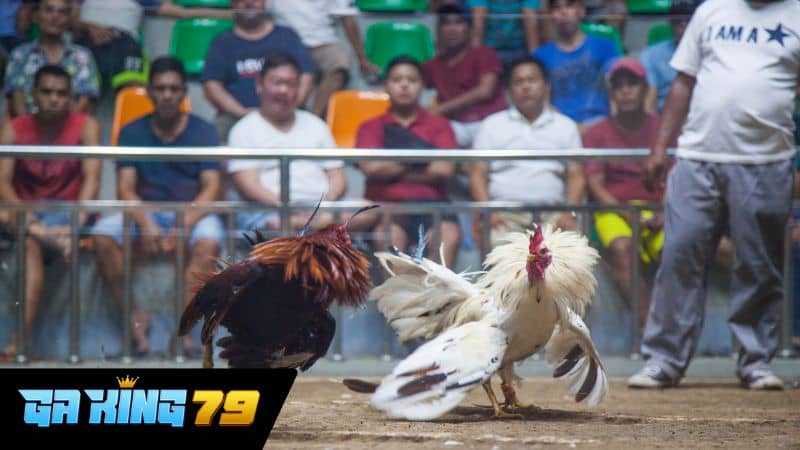 Trực Tiếp Đá Gà Tonhon tại GAKING79 Ưu điểm khi xem trực tiếp đá gà Xà Xía tại GAKING79