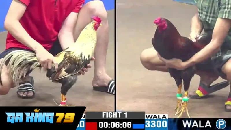 Ưu điểm khi xem trực tiếp đá gà Phúc Bình Dương tại GAKING79