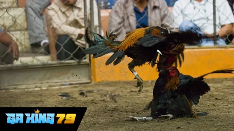 Ưu điểm khi xem trực tiếp đá gà Xà Xía tại GAKING79
