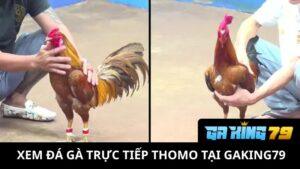 Xem Đá Gà Trực Tiếp Thomo Tại GAKING79